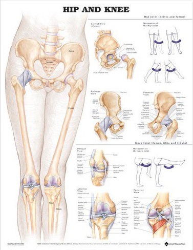 Hip and Knee Anatomical Chart