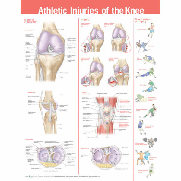 Athletic Injuries of the Knee